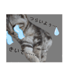 なつっこ 久穏(くおん)ちゃんฅ•ω•ฅ（個別スタンプ：27）