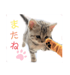 なつっこ 久穏(くおん)ちゃんฅ•ω•ฅ（個別スタンプ：29）