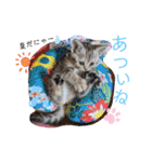 なつっこ 久穏(くおん)ちゃんฅ•ω•ฅ（個別スタンプ：33）