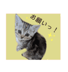 なつっこ 久穏(くおん)ちゃんฅ•ω•ฅ（個別スタンプ：34）