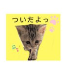 なつっこ 久穏(くおん)ちゃんฅ•ω•ฅ（個別スタンプ：36）