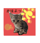 なつっこ 久穏(くおん)ちゃんฅ•ω•ฅ（個別スタンプ：38）