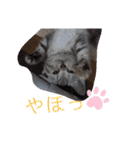 なつっこ 久穏(くおん)ちゃんฅ•ω•ฅ（個別スタンプ：39）