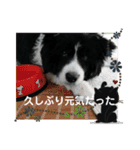 ボーダーコリーあすりーとくん（個別スタンプ：4）