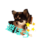ボーダーコリーあすりーとくん（個別スタンプ：5）