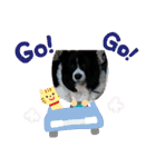 ボーダーコリーあすりーとくん（個別スタンプ：12）