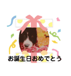 ボーダーコリーあすりーとくん（個別スタンプ：15）