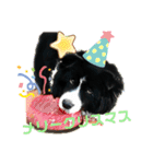 ボーダーコリーあすりーとくん（個別スタンプ：16）