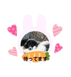 ボーダーコリーあすりーとくん（個別スタンプ：27）