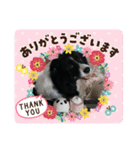 ボーダーコリーあすりーとくん（個別スタンプ：33）