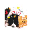 ボーダーコリーあすりーとくん（個別スタンプ：40）