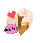 ソマリにゃんこ2（個別スタンプ：5）