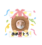 ソマリにゃんこ2（個別スタンプ：10）