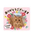ソマリにゃんこ2（個別スタンプ：14）