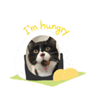 ねこの忍忍 スタンプ 1（個別スタンプ：4）