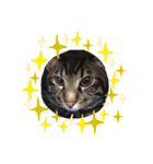ねこの忍忍 スタンプ 1（個別スタンプ：11）