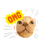 ねこの忍忍 スタンプ 1（個別スタンプ：15）