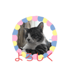 ねこの忍忍 スタンプ 1（個別スタンプ：18）