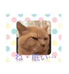ねこの忍忍 スタンプ 1（個別スタンプ：19）