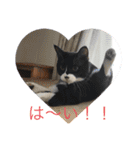 ねこの忍忍 スタンプ 1（個別スタンプ：20）