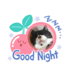 ねこの忍忍 スタンプ 1（個別スタンプ：21）