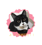 ねこの忍忍 スタンプ 1（個別スタンプ：23）