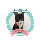ねこの忍忍 スタンプ 1（個別スタンプ：24）