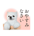 白ポメ千代子（個別スタンプ：2）