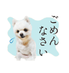 白ポメ千代子（個別スタンプ：3）