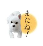 白ポメ千代子（個別スタンプ：5）