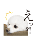 白ポメ千代子（個別スタンプ：7）