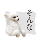 白ポメ千代子（個別スタンプ：8）