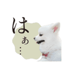 白ポメ千代子（個別スタンプ：9）