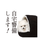 白ポメ千代子（個別スタンプ：11）