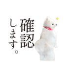白ポメ千代子（個別スタンプ：12）