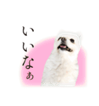白ポメ千代子（個別スタンプ：13）