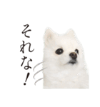 白ポメ千代子（個別スタンプ：14）