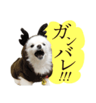 白ポメ千代子（個別スタンプ：15）