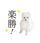 白ポメ千代子（個別スタンプ：16）