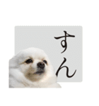 白ポメ千代子（個別スタンプ：18）