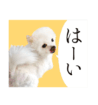 白ポメ千代子（個別スタンプ：19）