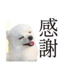 白ポメ千代子（個別スタンプ：20）