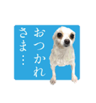 白ポメ千代子（個別スタンプ：22）