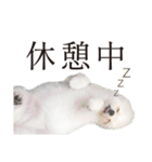 白ポメ千代子（個別スタンプ：23）