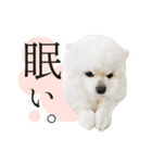 白ポメ千代子（個別スタンプ：24）