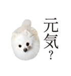 白ポメ千代子（個別スタンプ：25）