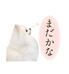 白ポメ千代子（個別スタンプ：26）