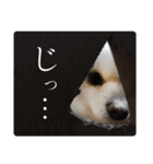 白ポメ千代子（個別スタンプ：28）