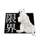白ポメ千代子（個別スタンプ：32）