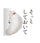 白ポメ千代子（個別スタンプ：33）